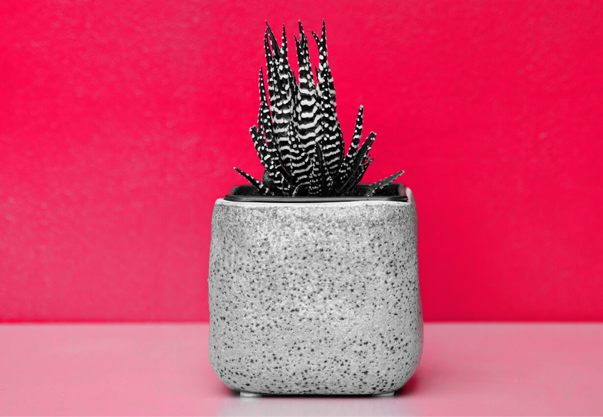 Portfolio Images